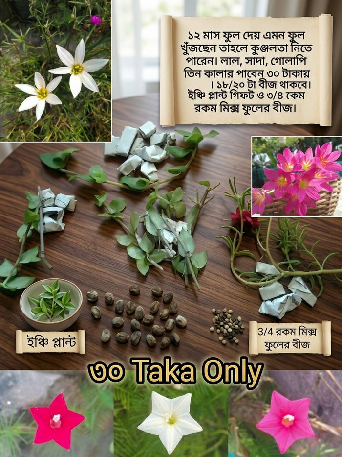 Kunjalata Flower Seeds Combo (Red, White & Pink) – Only 49 BDT